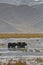 Yaks along the China National Highway 314 - The Karakoram Highway, ChinaÃ¢â‚¬â„¢s Xinjiang region. Truck on the Old Silk road