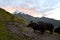 Yaks along the trek to Mardi Himal base camp, with Machapuchare peak in the horizon at sunrise, Annapurna Sanctuary, Nepal