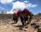 Yaks with bags on the way to mount Everest base camp