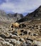 Yaks bos grunniens are grazing in the arid and alpine area of high himalayan region near sela pass