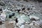 Yaks caravan loaded with big blue barrels is crossing river, Woman yak herder is guiding them, Nepal