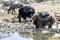 Yaks carrying loads and grazing in glacial pond Everest base camp trek Lobuche Nepal