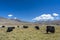 Yaks eating in grasses fields