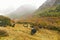 Yaks on the field in Yading national reserve