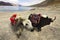 Yaks in front of Pangong Lake