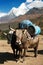 Yaks with goods on the way to Everest base camp