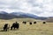 Yaks in the grasslands of Tagong, Sichuan, China.