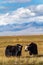 Yaks graze in the autumn steppe against the backdrop of the mountains