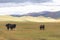 Yaks grazes in the steppes of Mountain Mongolia Altai