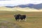 Yaks grazes in the steppes of Mountain Mongolia Altai