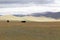 Yaks grazes in the steppes of Mountain Mongolia Altai