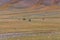 Yaks grazes in the steppes of Mountain Mongolia Altai