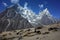 Yaks grazing along Everest trek, Himalayas mountains in the end of may, Nepal