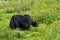 Yaks grazing on grasslands in Tibetan areas