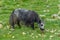 Yaks grazing on grasslands in Tibetan areas