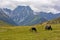 Yaks grazing in tibetan highlands