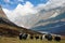 Yaks in Langtang valley