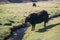 Yaks in mountains next to Pamir highway in Tajikistan