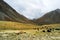 Yaks with natural landscape in Leh Ladakh