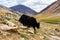 Yaks with natural landscape in Leh Ladakh