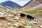 Yaks with natural landscape in Leh Ladakh