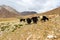 Yaks with natural landscape in Leh Ladakh