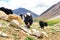 Yaks with natural landscape in Leh Ladakh