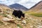 Yaks with natural landscape in Leh Ladakh