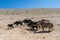 Yaks near Tso Moriri Lake in Changtang, Ladakh, India