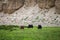 Yaks near Tso Moriri Lake in Changtang, Ladakh, India