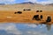Yaks on the Pamir Highway