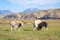 Yaks in the pasture, Kyrgyzstan