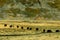 Yaks at Ruoergai Grassland, Gansu, China