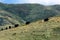 Yaks at Ruoergai Grassland, Gansu, China