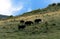 Yaks at Ruoergai Grassland, Gansu, China