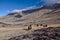 Yaks in Tajikistan