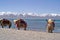 Yaks in Tibet