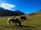 The Yaks in Tibet