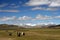 Yaks on Tibetan Plateau