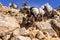 Yaks on the trail to Gorekshep village on the Everest base camp trek, Nepal