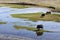 Yaks in the vast wetlands of Qinghai, China