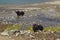 Yaks wading in Gokyo Lakes