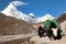 Yaks on the way to Everest base camp and mount Pumo Ri