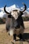 Yaks on the way to Everest base camp - Nepal