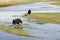 Yaks in the wetlands of Qinghai Lake