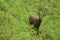 The Yakushima deer