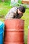 Yakut Asian girl tired washes iron tank to collect drinking rain water standing on the street in a residential area