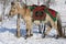 Yakut horse in festive attire.