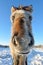 Yakut horses in Oymyakon