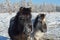 Yakut horses in Oymyakon